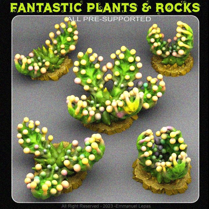 Fantastic Plants And Rocks December 2023 Fantastic Plants And Rocks  MINISTL