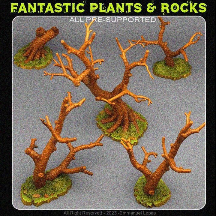 Fantastic Plants And Rocks December 2023 Fantastic Plants And Rocks  MINISTL 3